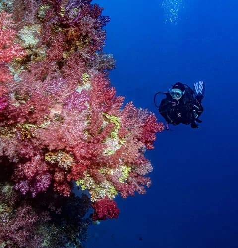 Diver exploring a vivid coral reef in clear blue water