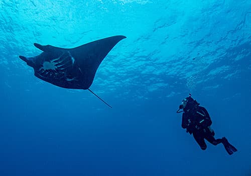 Manta rays gliding through open water